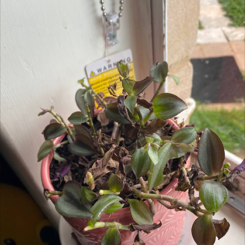 Spiderwort plant photo by @skimnk named pez feed on Greg, the plant care app.