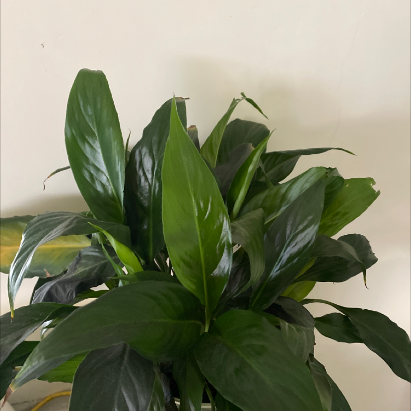 Peace Lily plant photo by @skimnk named green machine on Greg, the plant care app.