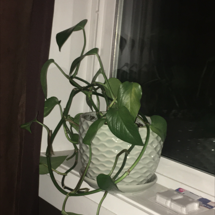 Taro Vine plant photo by Presley named Curie on Greg, the plant care app.