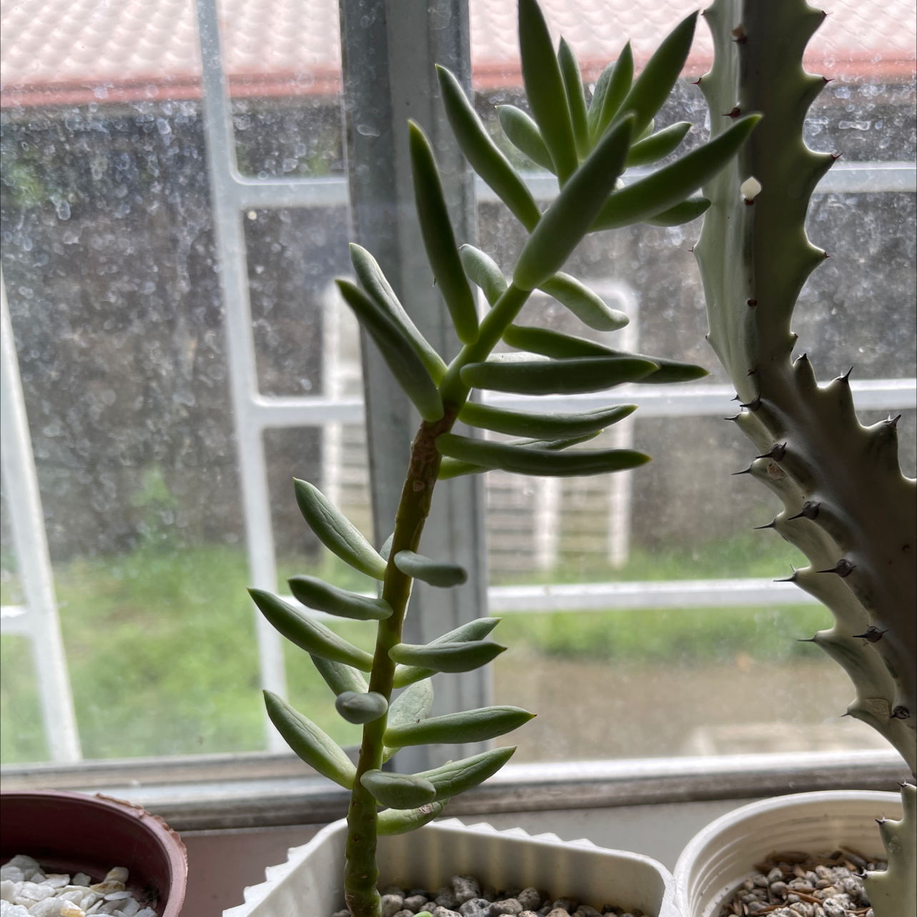 Pale Stonecrop succulent in a pot on a windowsill, with another plant visible.