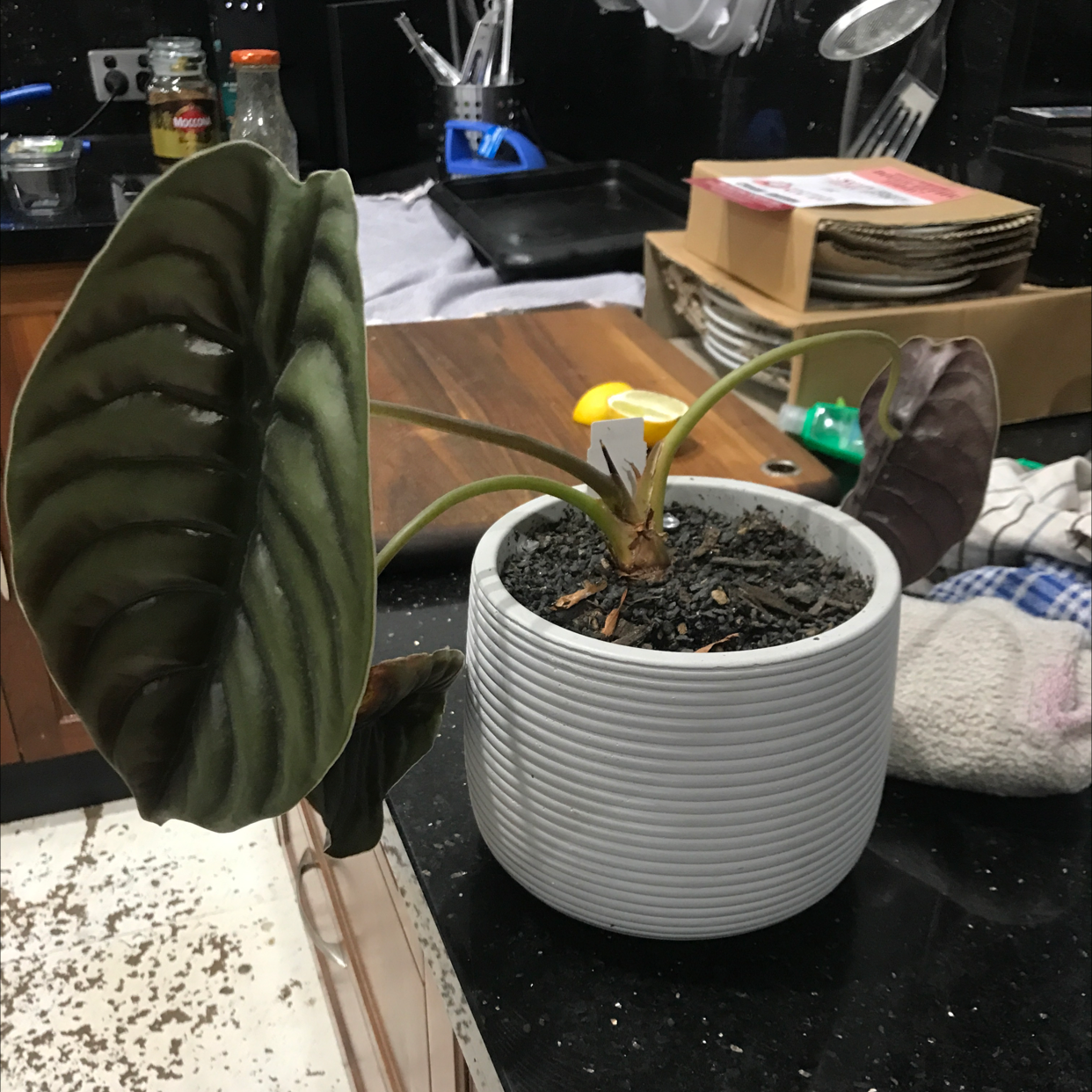 Photo of the plant species Alocasia ‘Red Secret’ by Zoe named Red secret on Greg, the plant care app