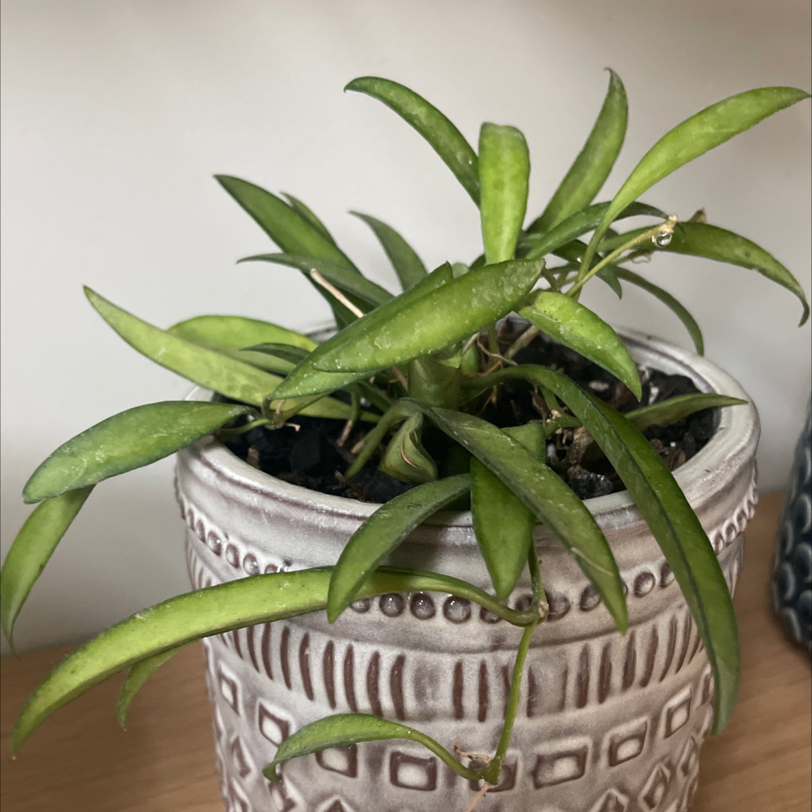 Hoya shepherdii plant in a decorative pot with visible soil.