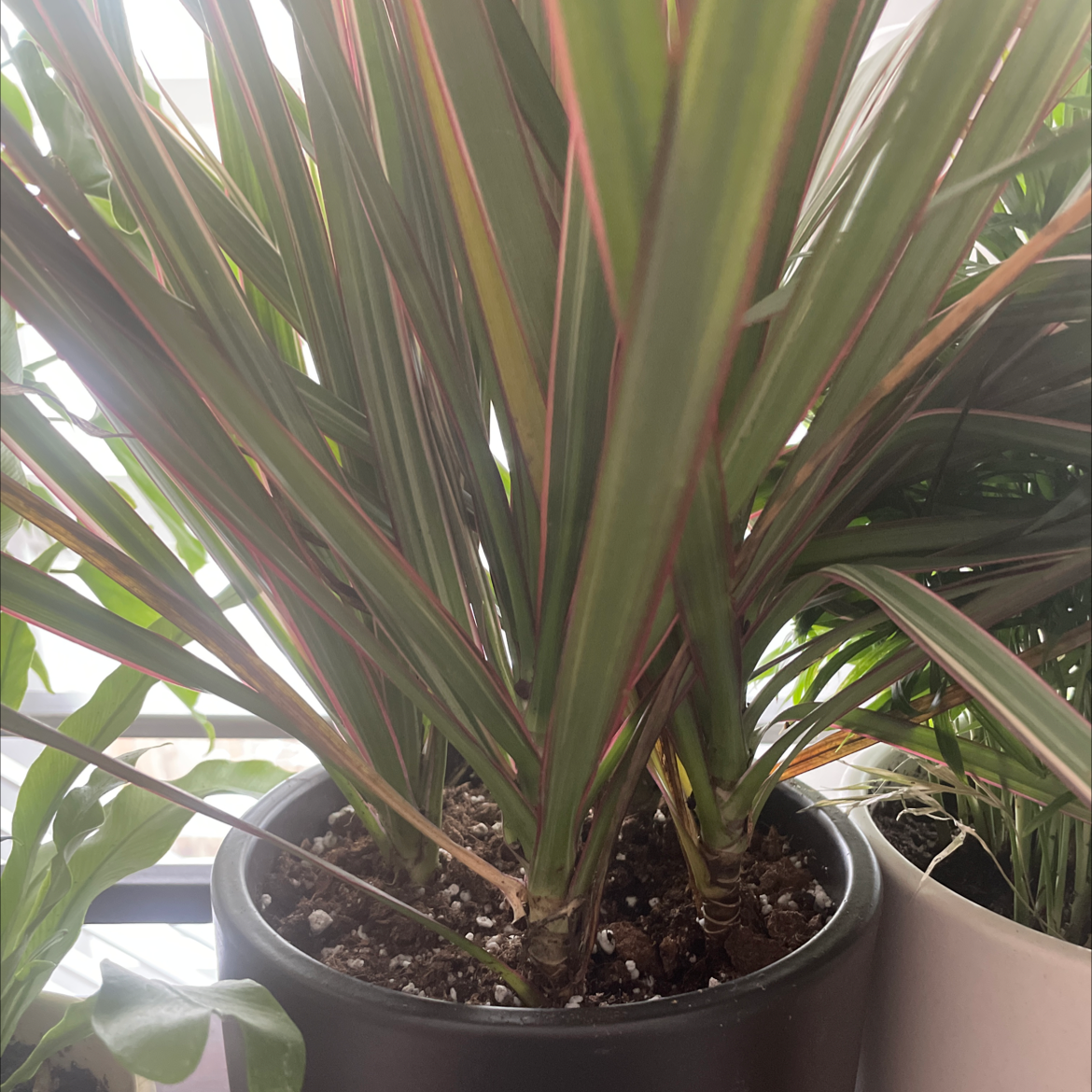 Open Weave Dragon Tree in a black pot with healthy, narrow leaves with red edges.