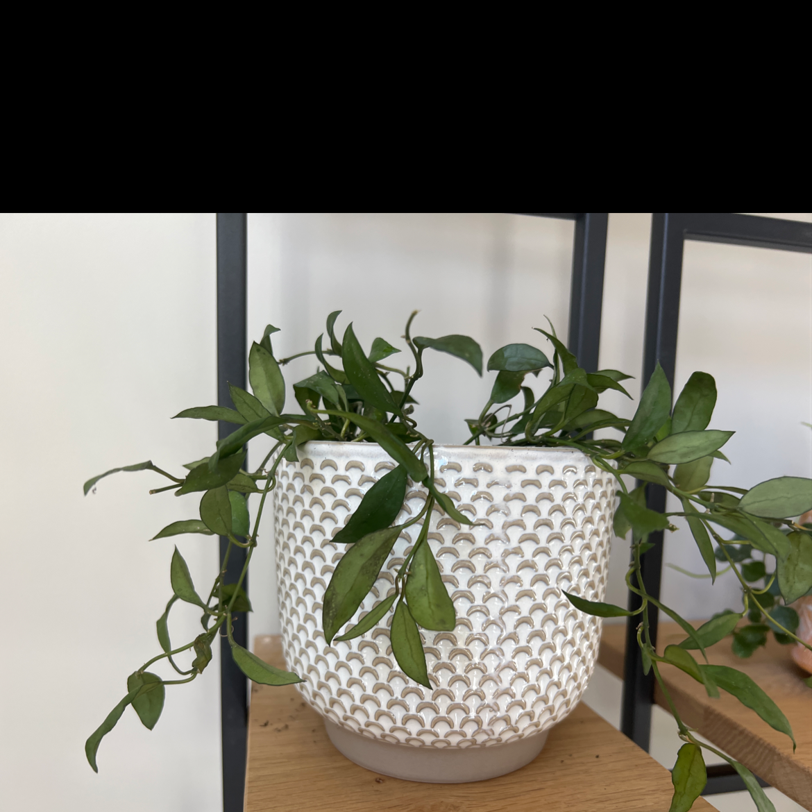 Potted Hoya lacunosa plant with green leaves in a decorative pot on a wooden shelf.