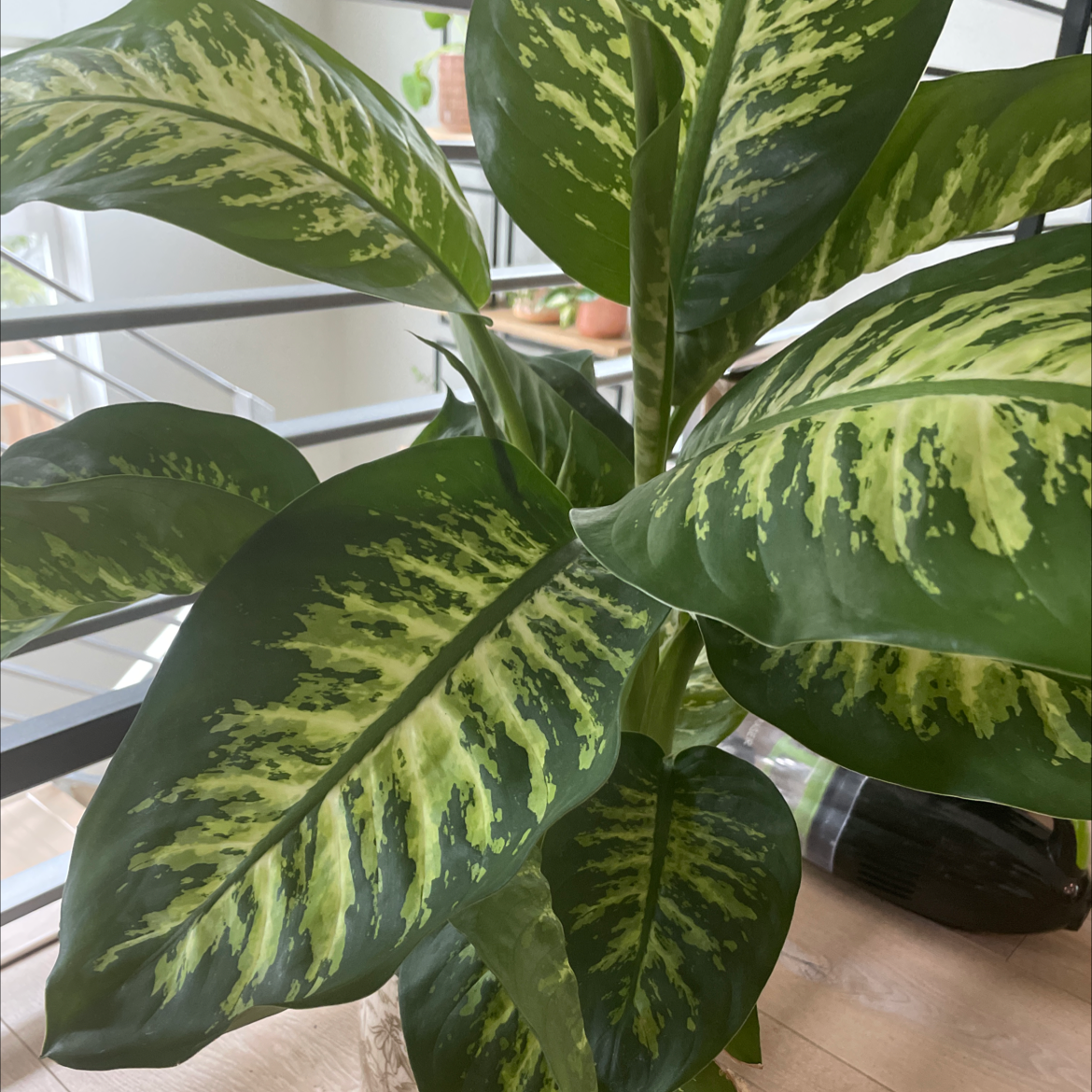 Dumbcane Tropic Snow plant with large, variegated leaves, well-framed and in focus.