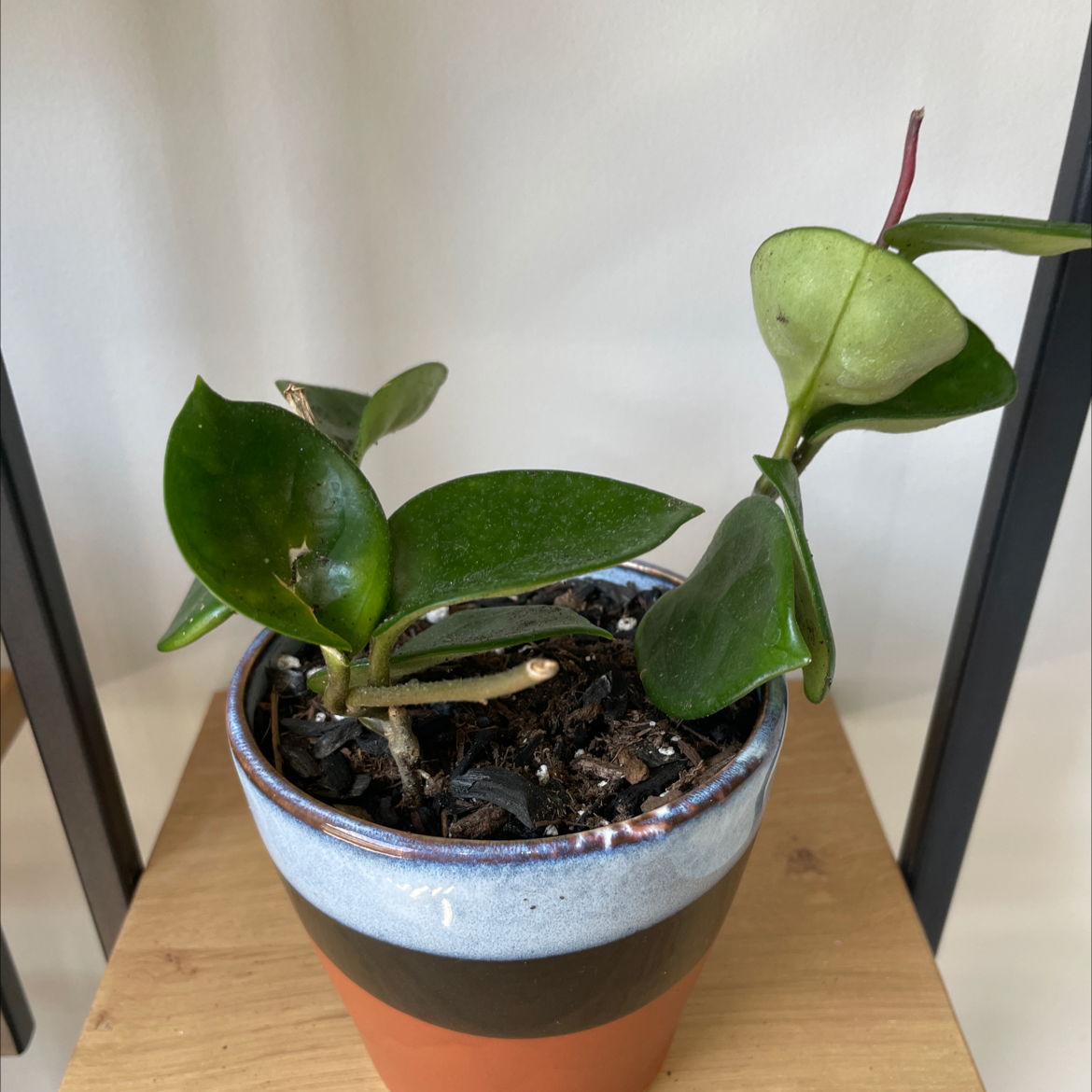 Potted Chelsea Hoya plant with thick, glossy green leaves in a well-framed image.