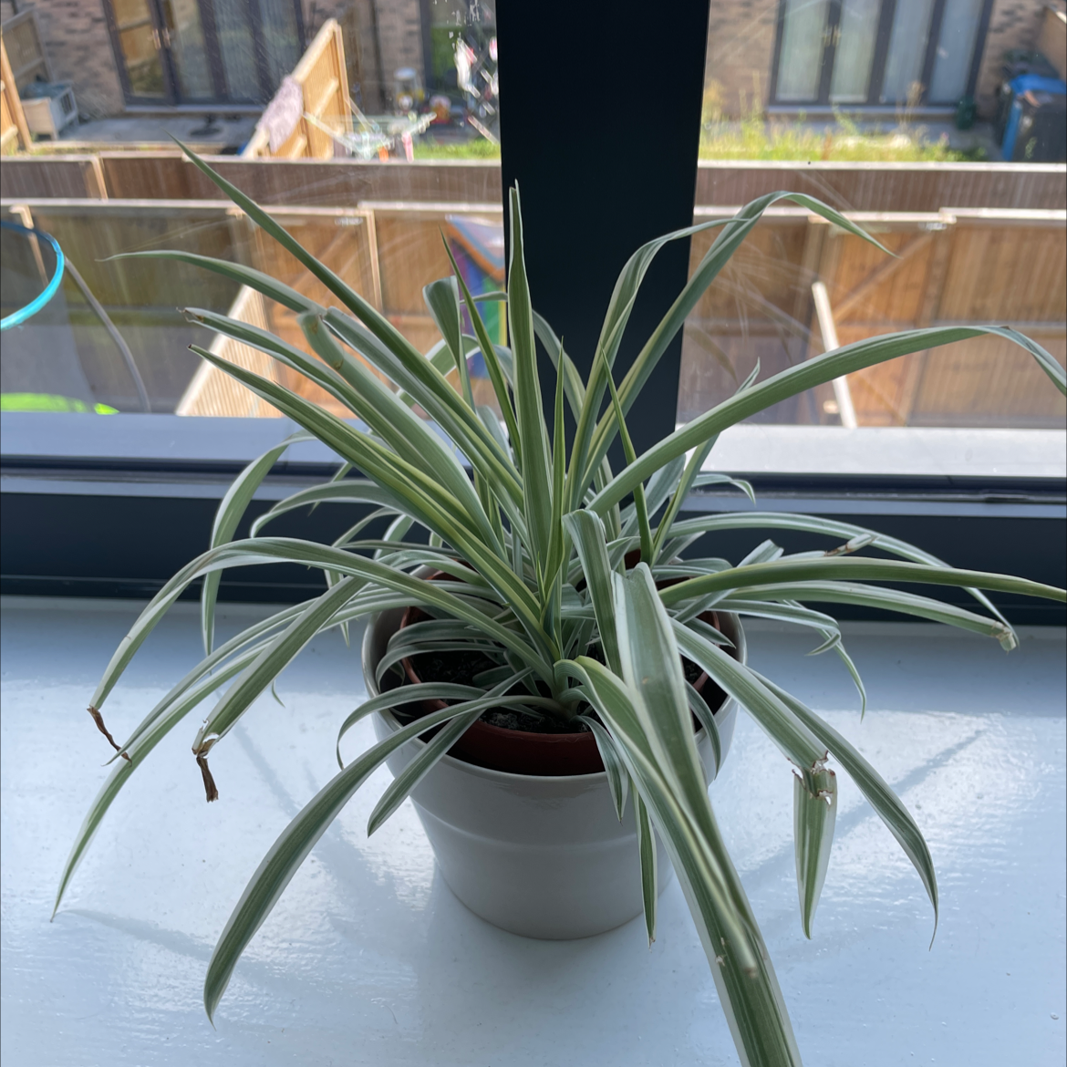 Spider Plant plant photo by @iamscientists named Spideyboi on Greg, the plant care app.