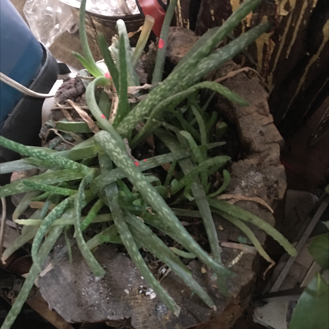 Aloe vera plant photo by @Bop named Bella on Greg, the plant care app.