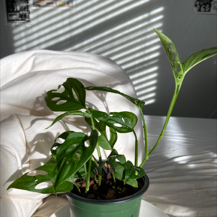 Swiss Cheese Vine plant photo by Sophia named Wall-E on Greg, the plant care app.