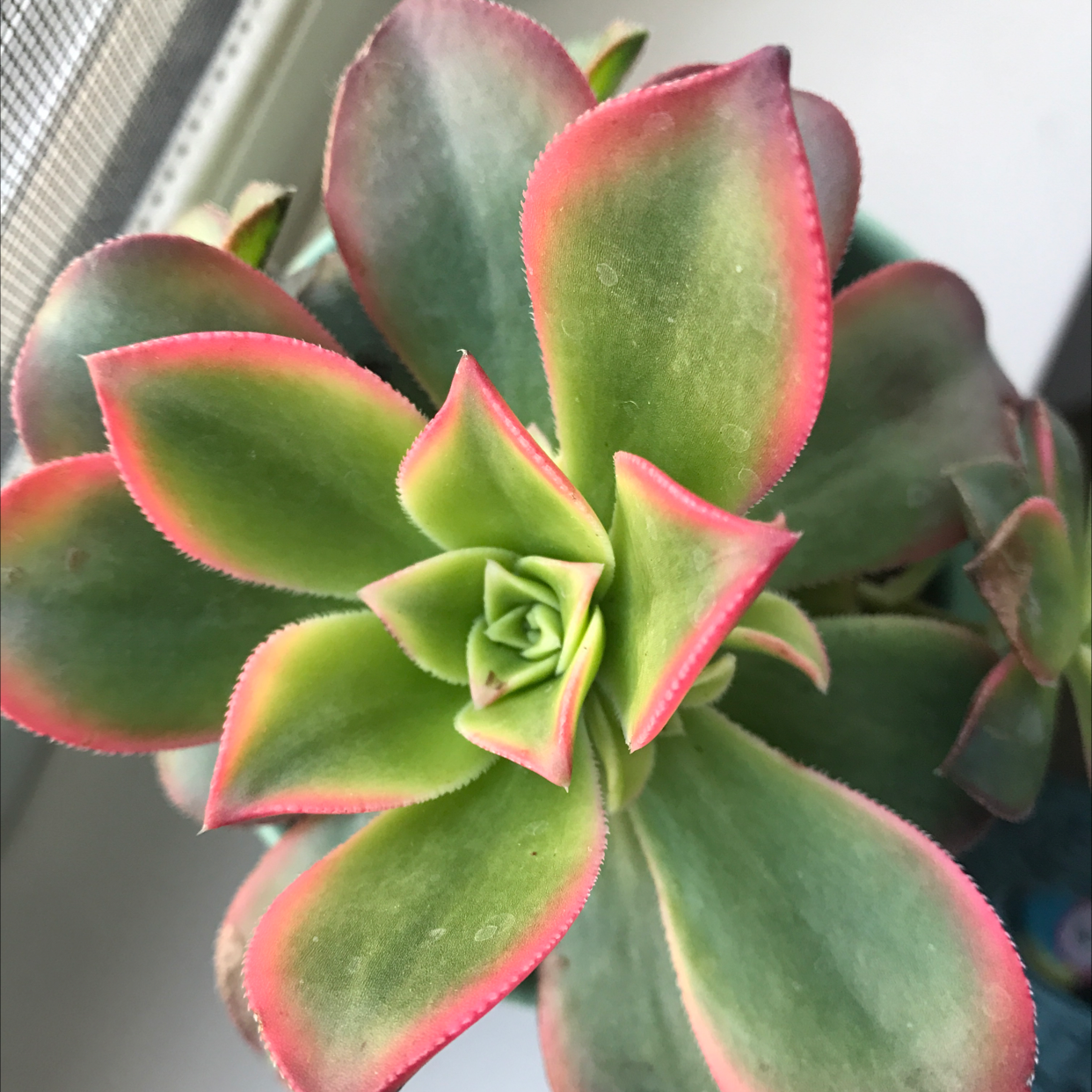 Photo of the plant species Haworth's Aeonium by Shell named Desert Rose on Greg, the plant care app