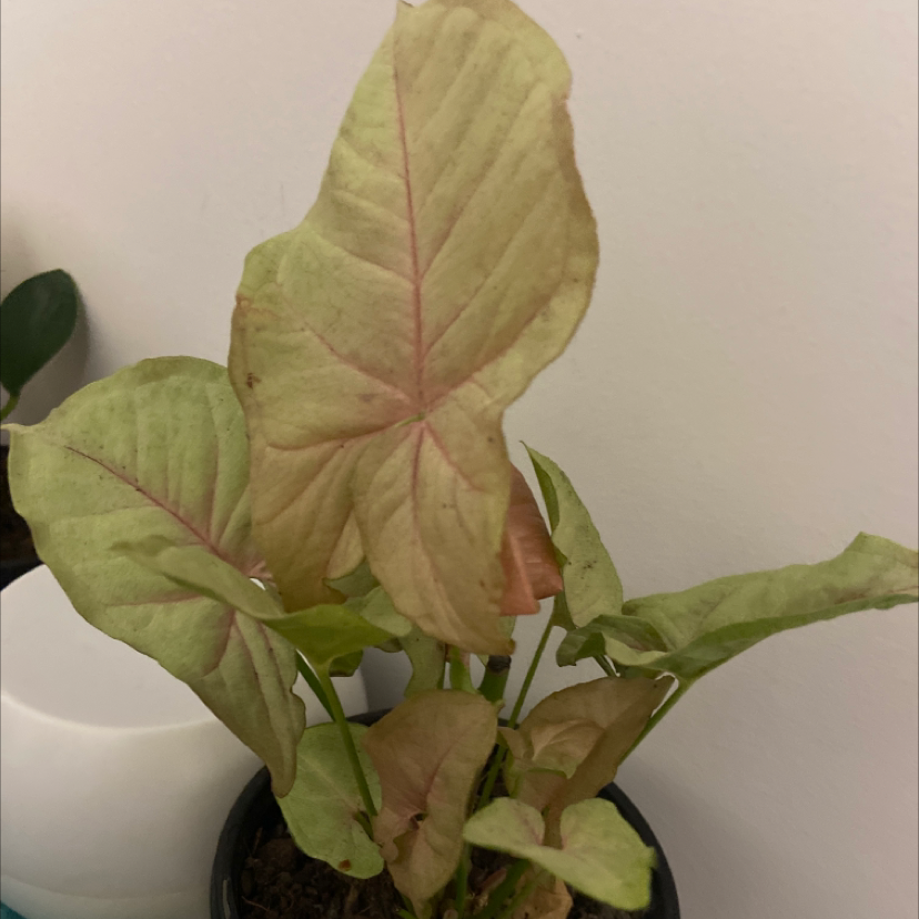 Photo of the plant species Pink Arrowhead Vine by @crystal_raah named Neon on Greg, the plant care app