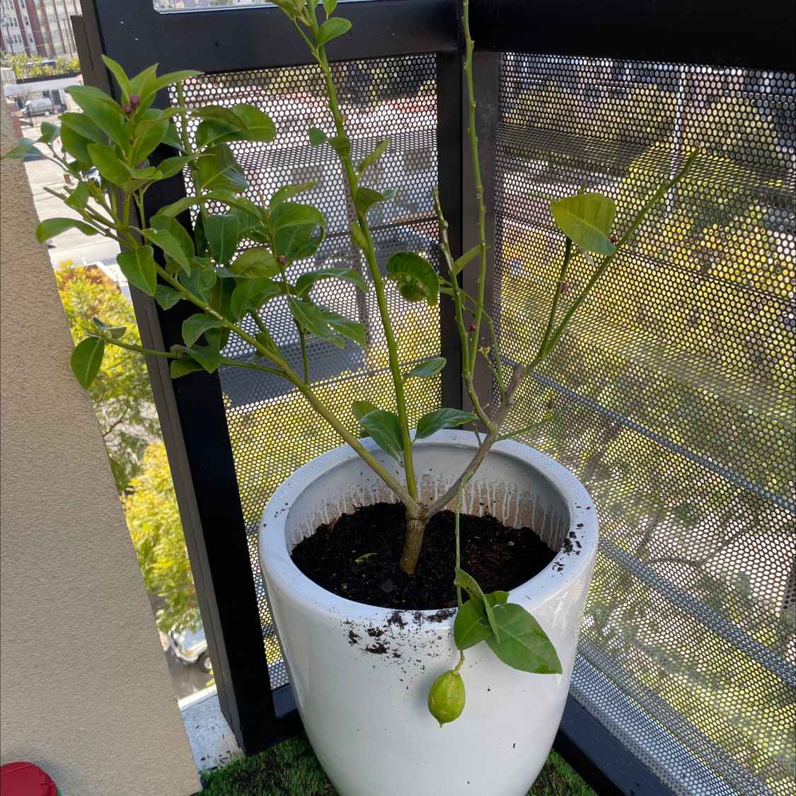 Healthy young Meyer lemon tree with glossy leaves and small green lemons, growing in a white pot on a metal grate patio.