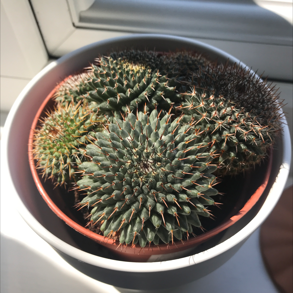 Potted Mammillaria Uncinata cactus near a window, well-lit and healthy.