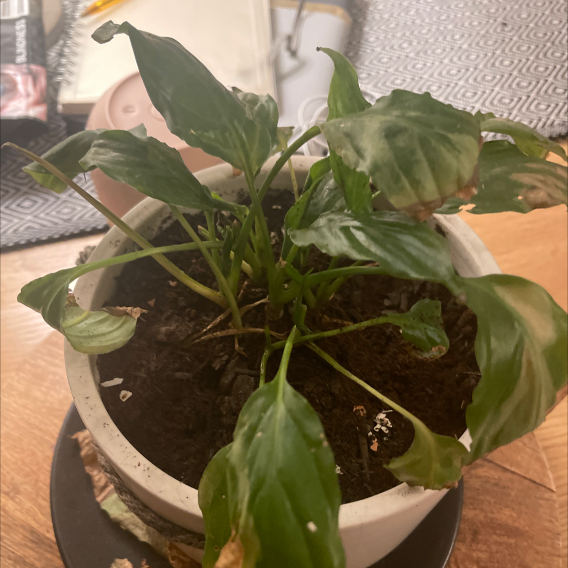 Peace Lily plant photo by Laura named Karen on Greg, the plant care app.