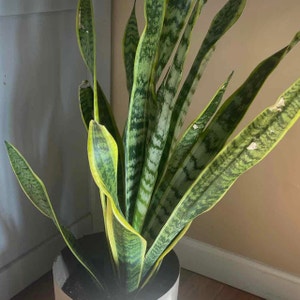 Snake Plant plant photo by Thegreenhouse58a named Basalisk on Greg, the plant care app.