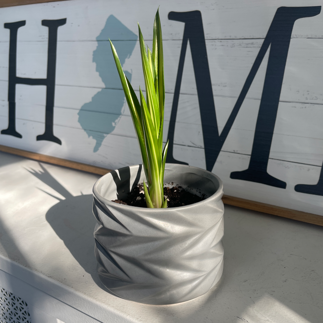 A young plant in a modern gray pot with vibrant green leaves, set against a decorative sign.