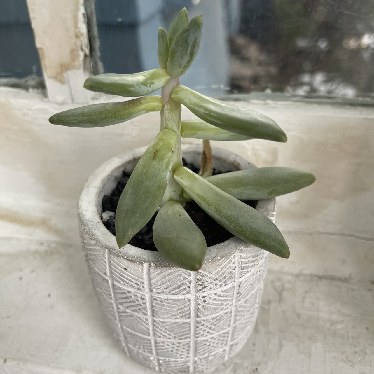 Pachyphytum 'Moon Silver' succulent in a decorative pot on a windowsill.