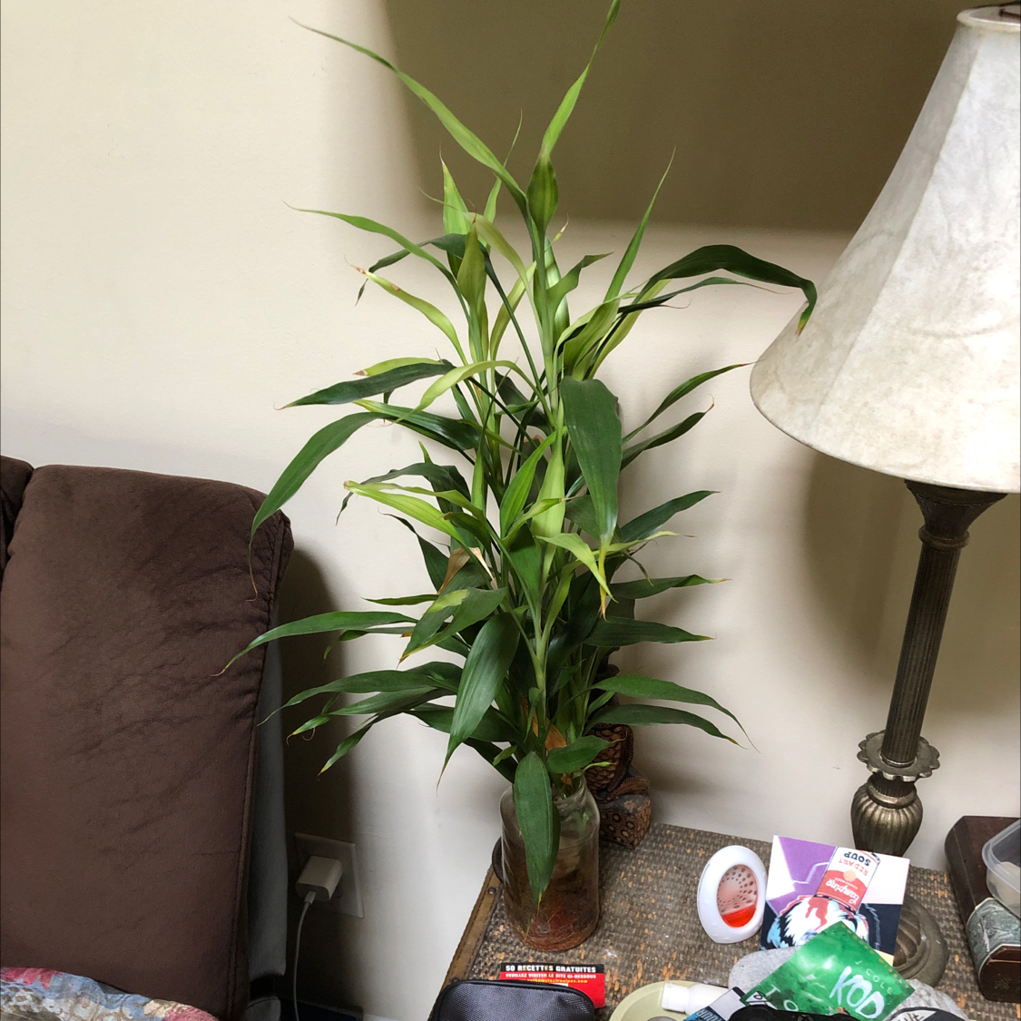Lucky Bamboo plant photo by @ChiefFBaby5 named KDK (Karletta Dorthea Kanu) on Greg, the plant care app.
