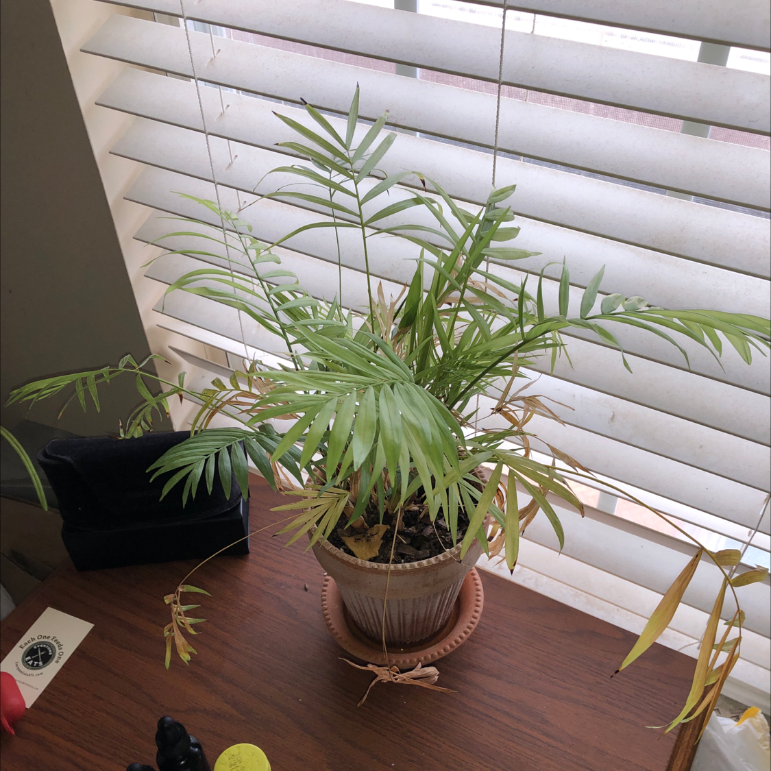 Parlour Palm plant photo by @ChiefFBaby5 named Karletta Krazy on Greg, the plant care app.