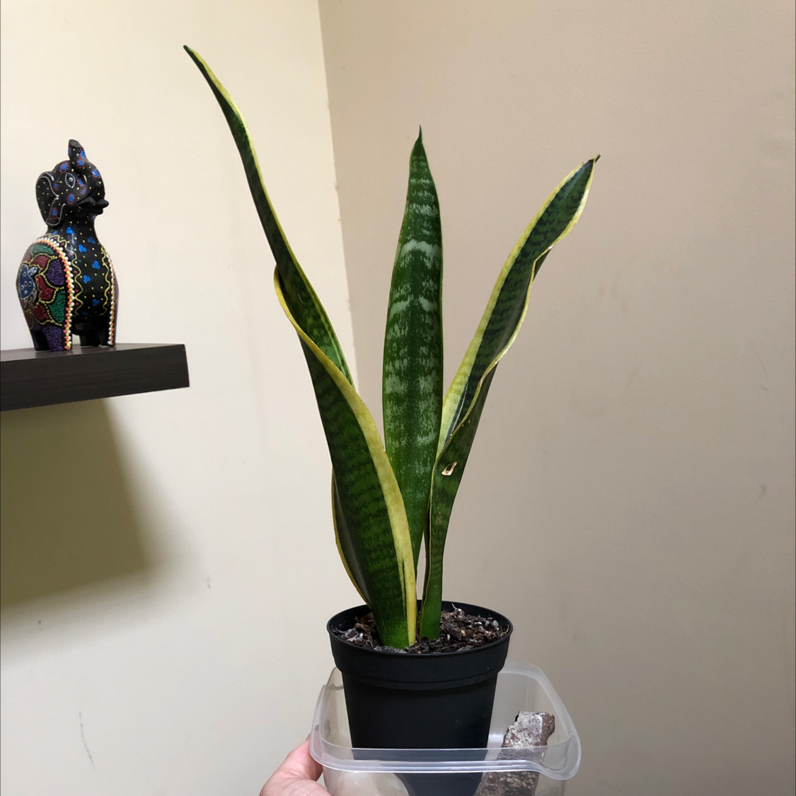 Snake Plant plant photo by @ChiefFBaby5 named Tina on Greg, the plant care app.