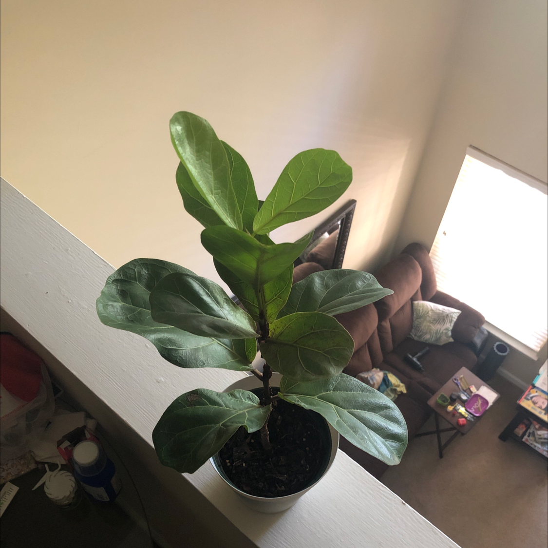 Fiddle Leaf Fig plant photo by @ChiefFBaby5 named Poison Zoey on Greg, the plant care app.