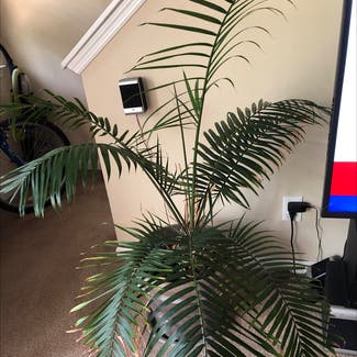 Majesty Palm plant in Atlanta, Georgia