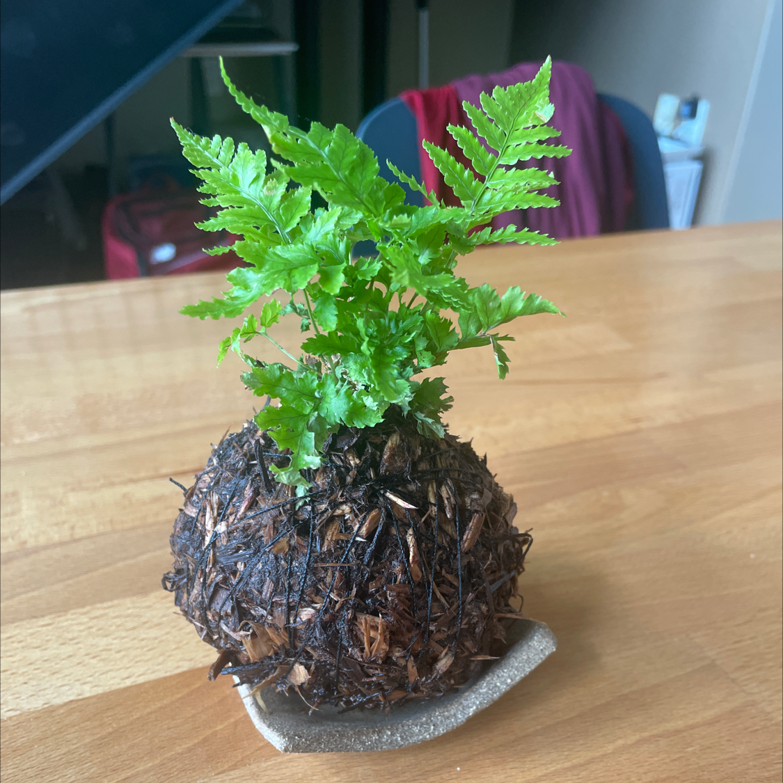 Photo of the plant species Rumohra Adiantiformis by Gabe named Bella on Greg, the plant care app