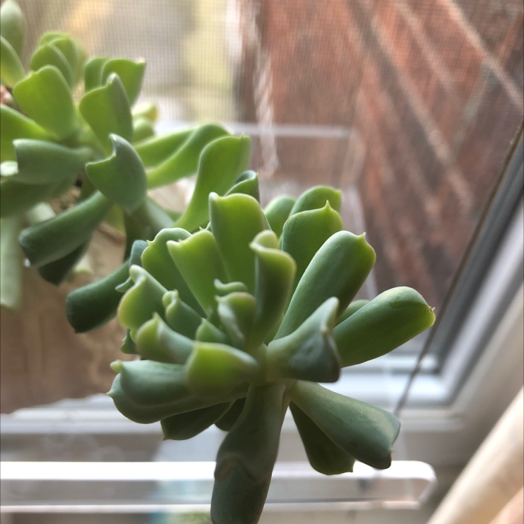 Photo of the plant species Echeveria Runyonii by @nayadl named Siannise The Scoliosis Bitch on Greg, the plant care app