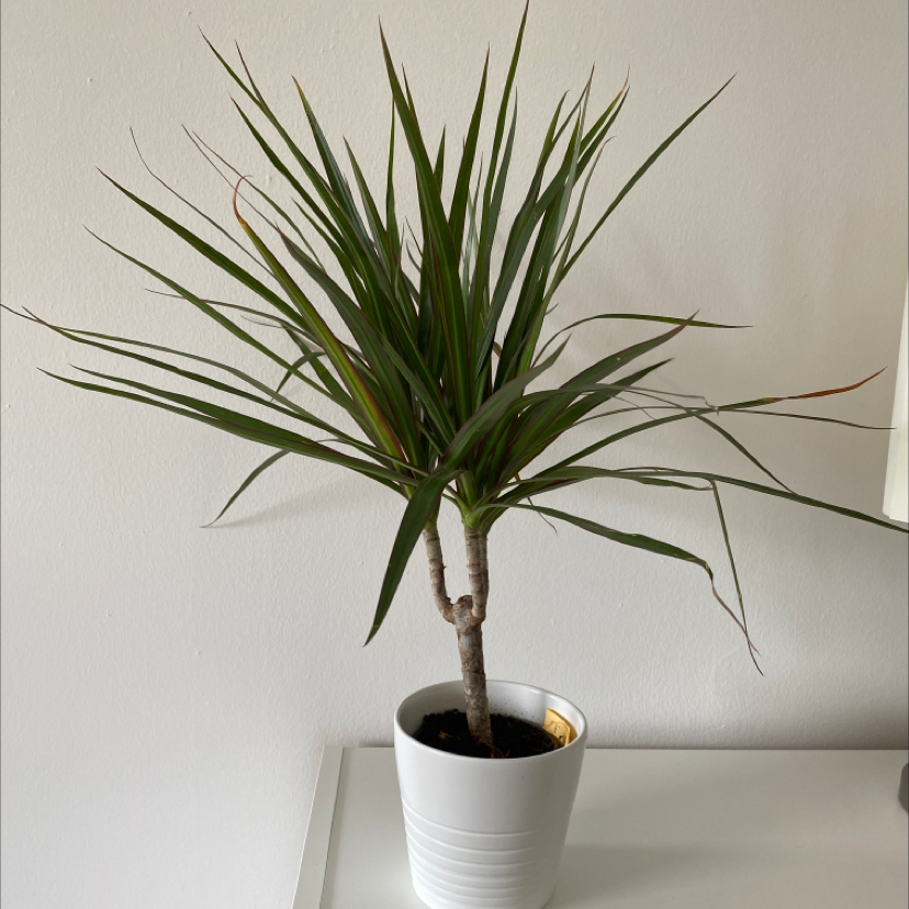 Dracaena 'Ray of Sunshine' plant in a white pot with slight browning on leaf tips.