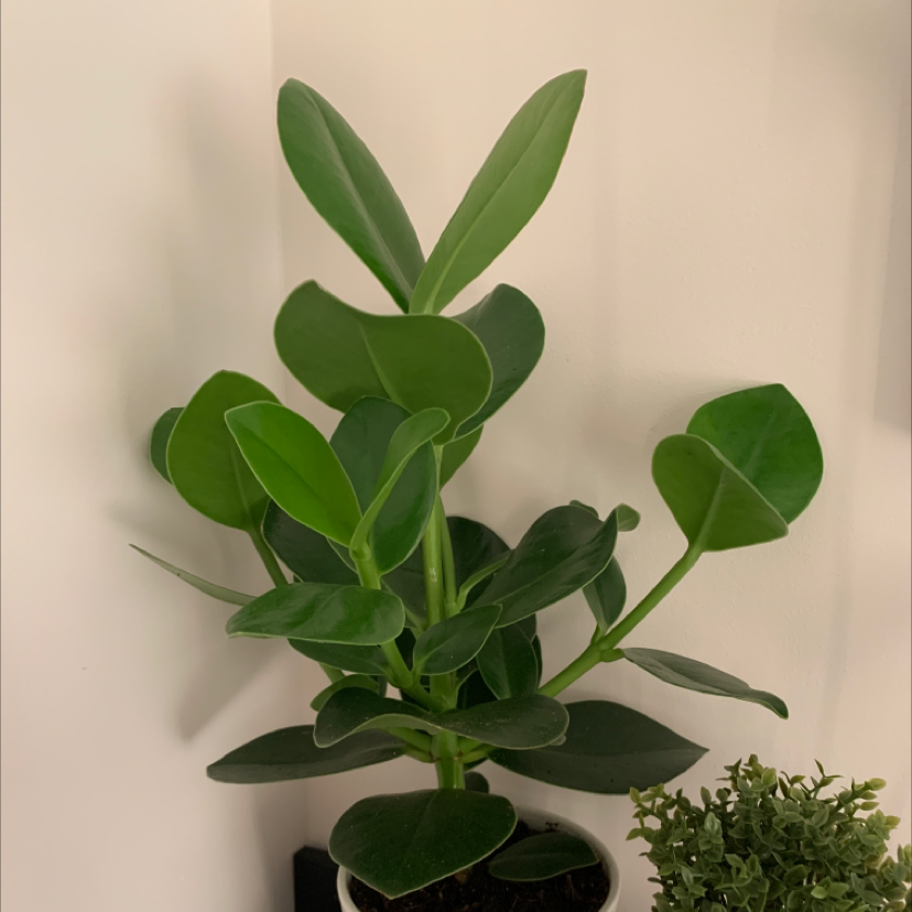 Healthy Natal Plum plant with thick, glossy green leaves. No visible soil or flowers.