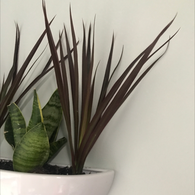 Magenta Dragon Tree with long, dark magenta leaves and another green variegated plant in a white pot.