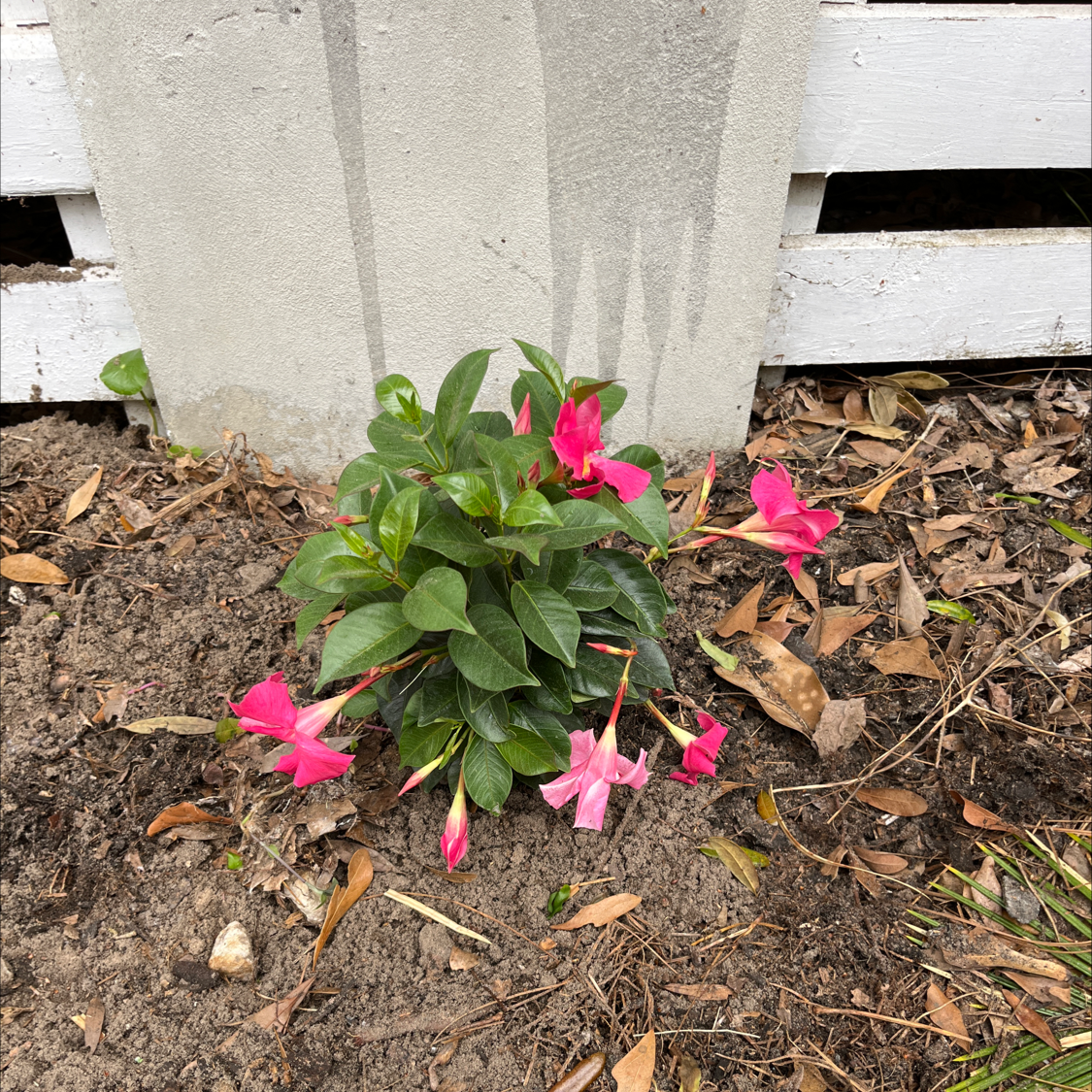 Brazilian Jasmine plant with pink flowers growing in soil near a white wooden structure.