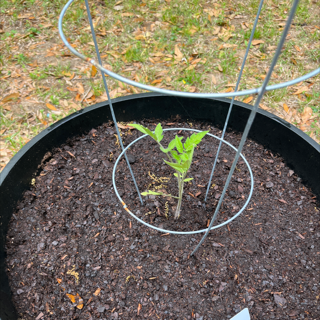 Young tomato plant in a pot with a support cage, healthy soil visible.