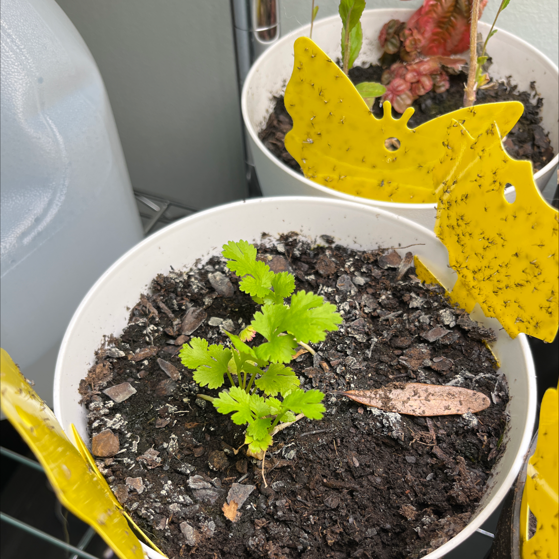Why Are My Coriander Leaves Turning Yellow?