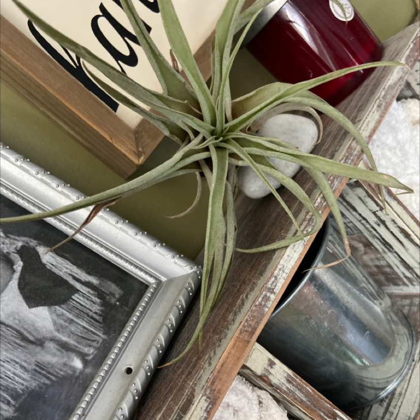 Spreading Airplant (Tillandsia recurvata) on a wooden shelf with no visible health issues.