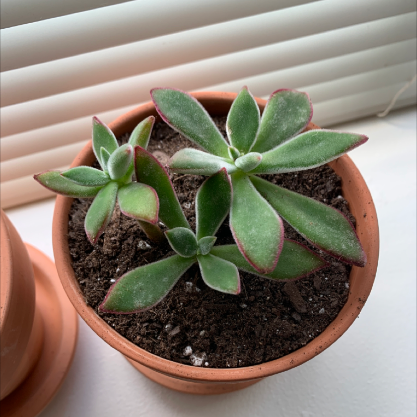 Plush Plant (Echeveria pulvinata) in a terracotta pot near a window.