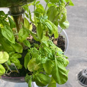 Sweet Basil plant photo by Yeldy named Basil plant on Greg, the plant care app.