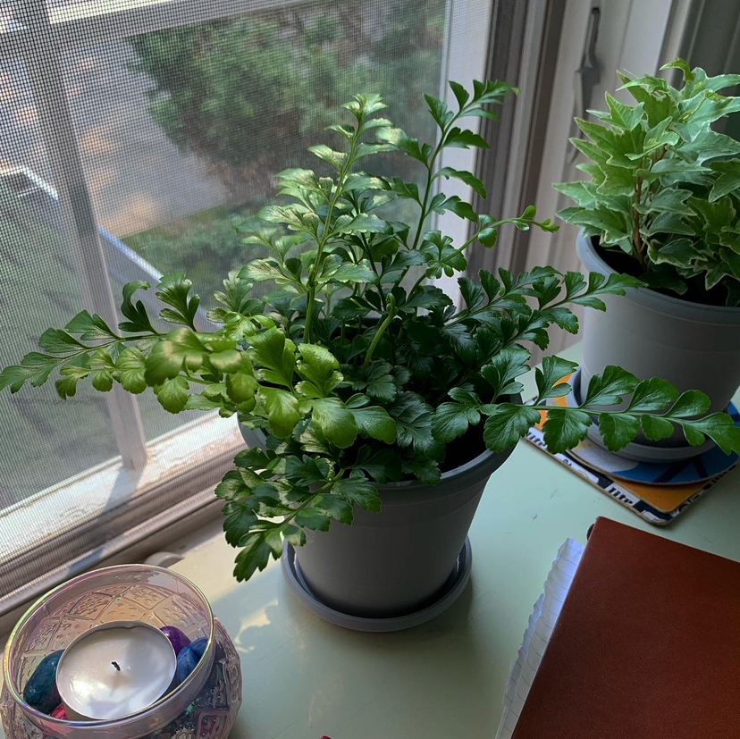 Austral Gem Fern Plant Care: Water, Light, Nutrients | Greg App 🌱