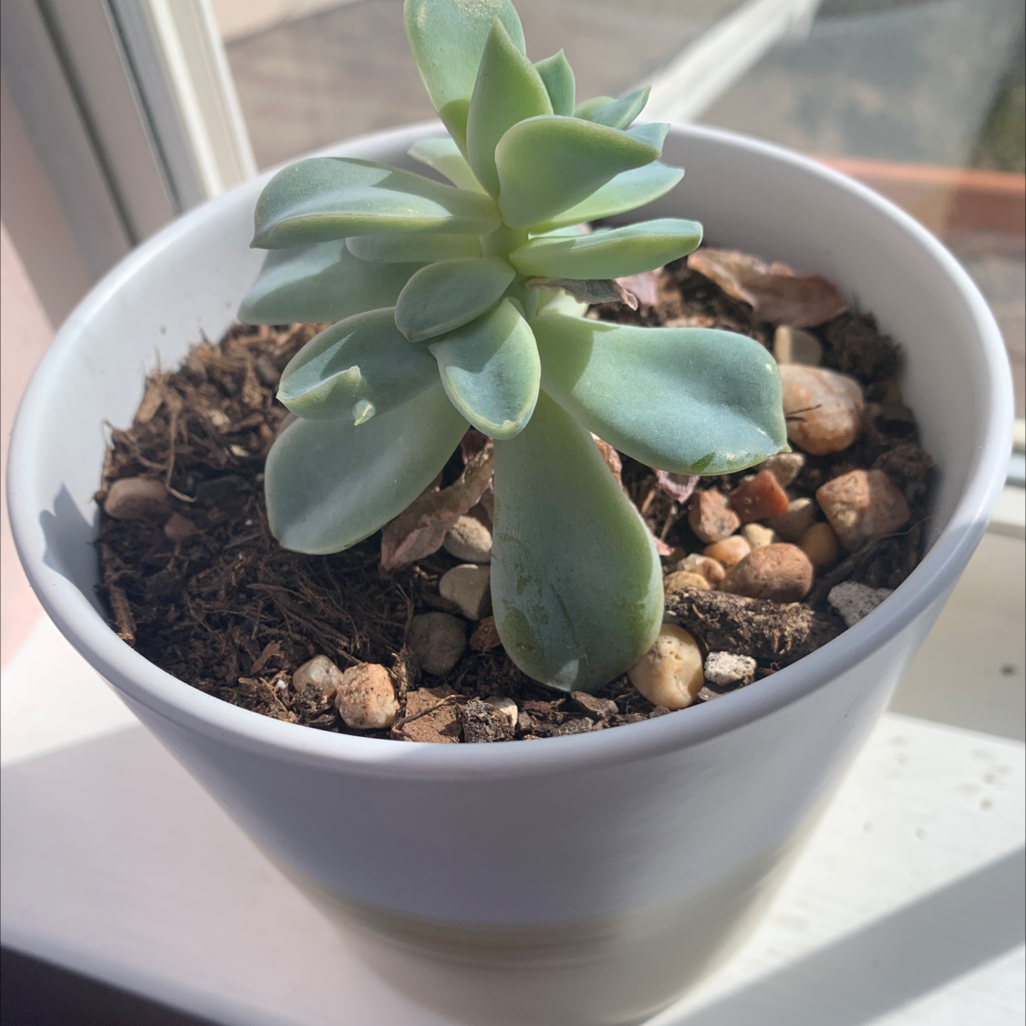 Potted Echeveria 'Topsy Turvy' succulent on a windowsill with visible soil and pebbles.