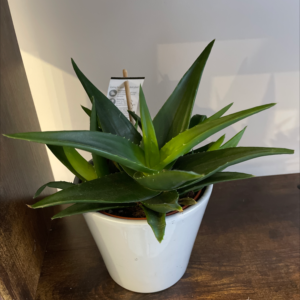 Healthy Fynbos aloe plant in a white pot with vibrant green leaves.