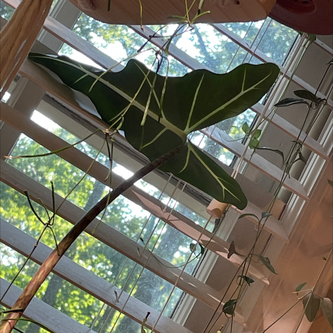 Alocasia 'Sarian' plant photo by Lauren named Alocasia sarian on Greg, the plant care app.