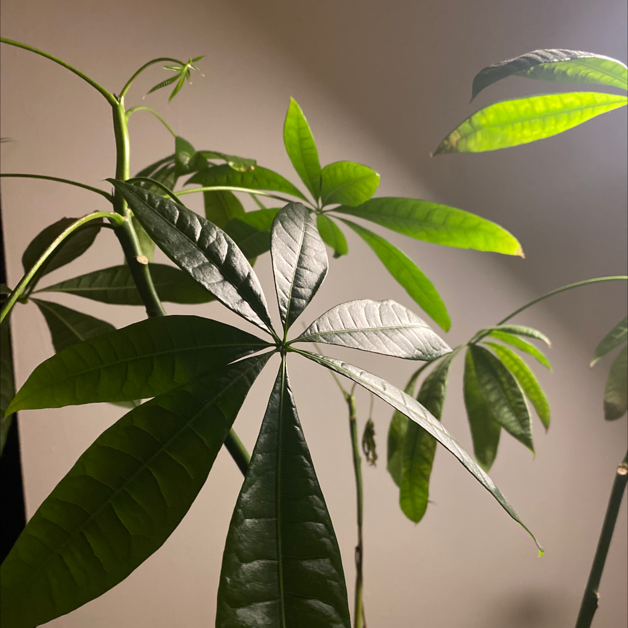 Money Tree plant photo by Chase named Kung Fu Kenny on Greg, the plant care app.