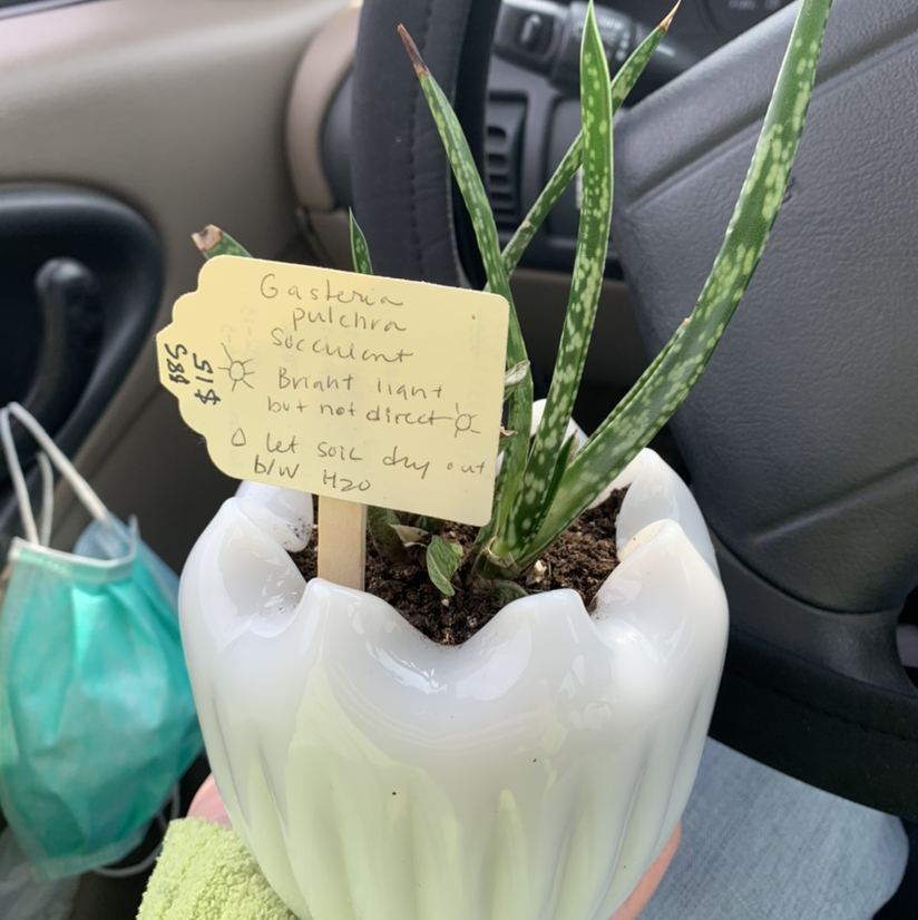 Photo of the plant species Gasteria pulchra by @destiny30 named terrance on Greg, the plant care app