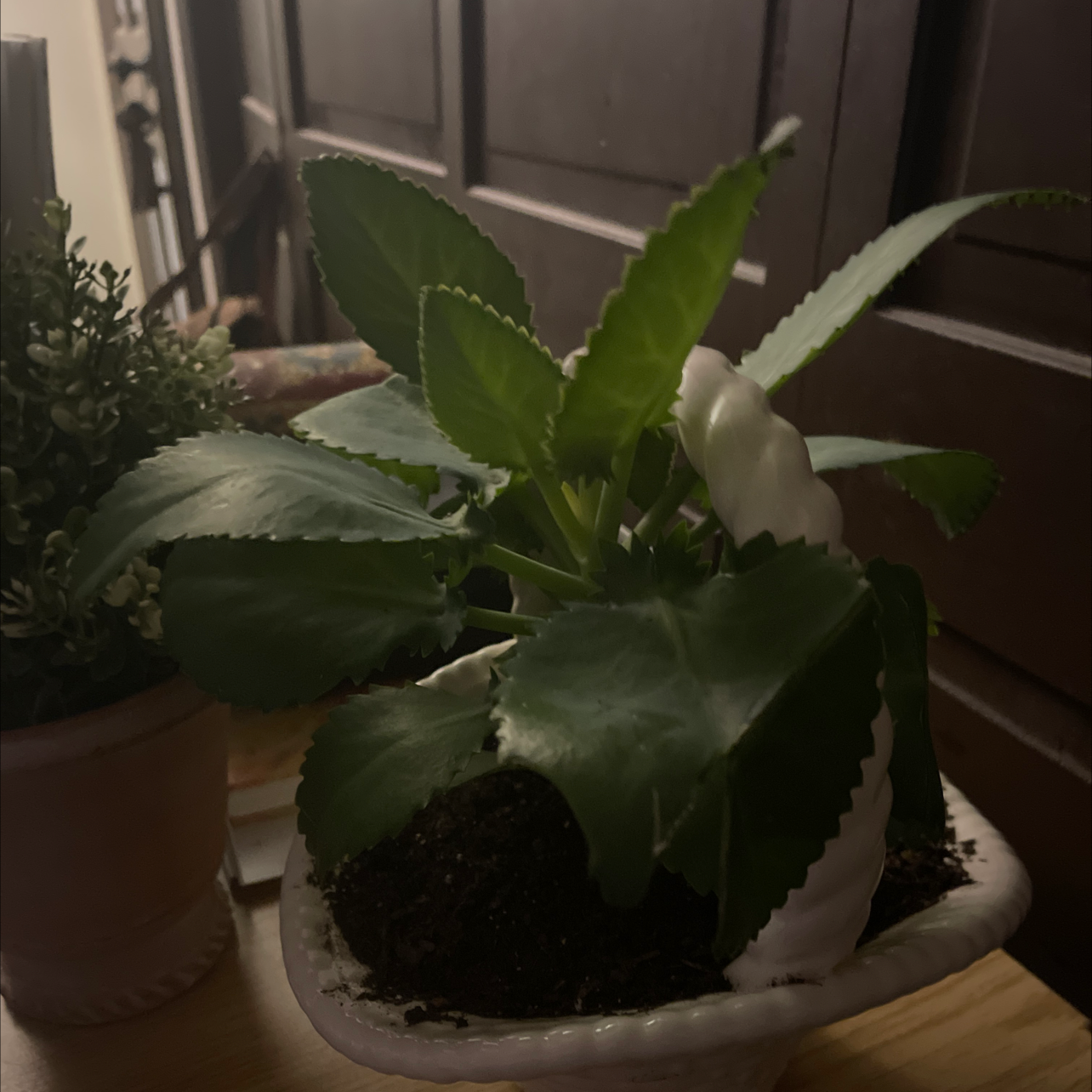 Photo of the plant species Cathedral Bells by @Lovelyleehee named Owen on Greg, the plant care app