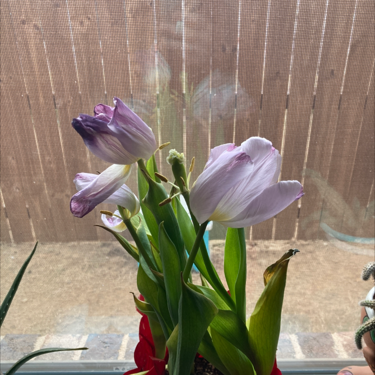 Garden Tulip with wilted and discolored petals, placed indoors near a window.
