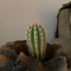 Saguaro plant