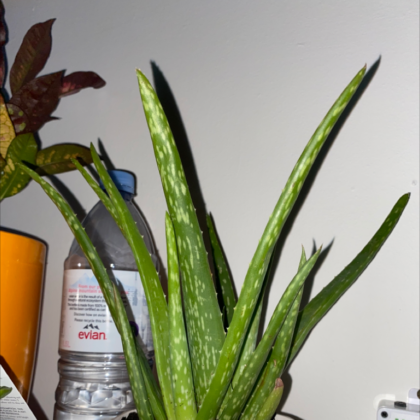 Aloe vera plant photo by Molly named Persephone on Greg, the plant care app.
