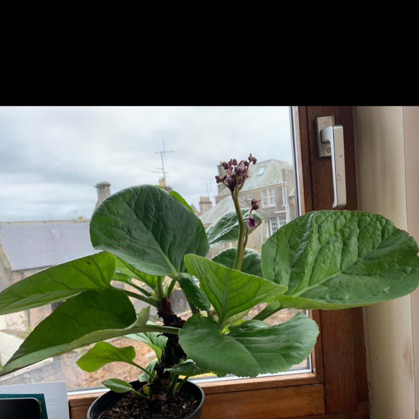 Photo of the plant species Hairy bergenia by Armaan named joel on Greg, the plant care app