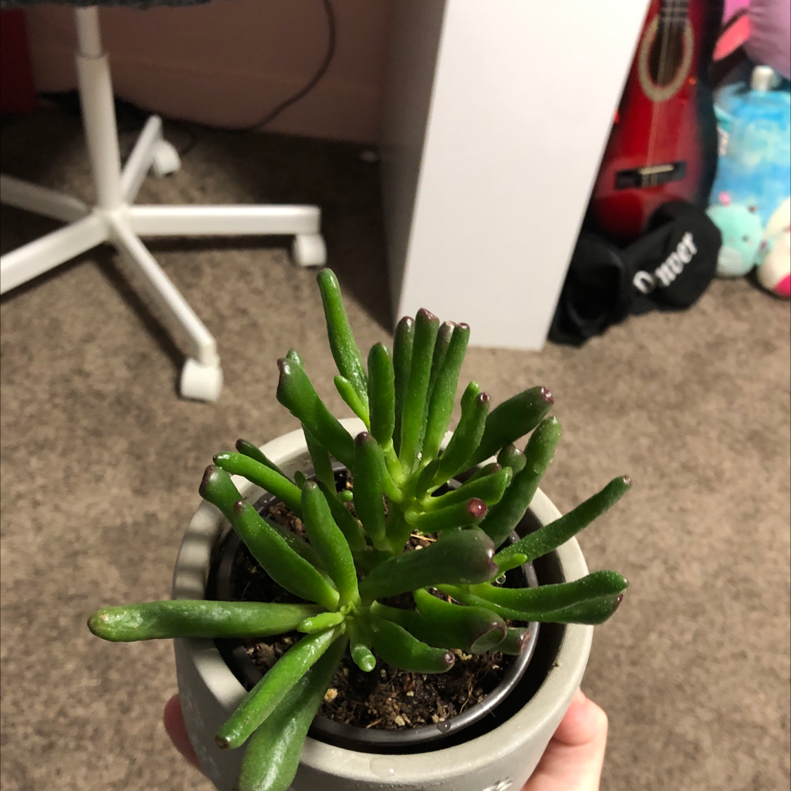 Lucky Plant plant photo by @Alice04 named Jayde on Greg, the plant care app.