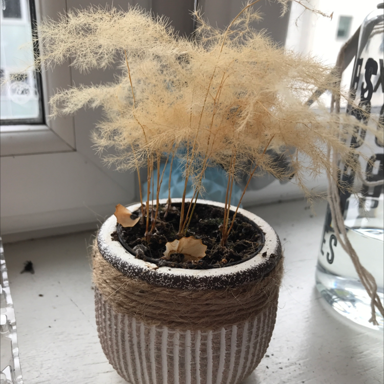 Potted Smokebush plant with feathery foliage on a windowsill. Some leaves are dry and brown.